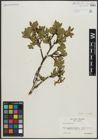 Foto von Salix arbuscula L.